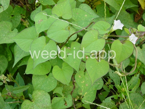 morningglory, ivyleaf